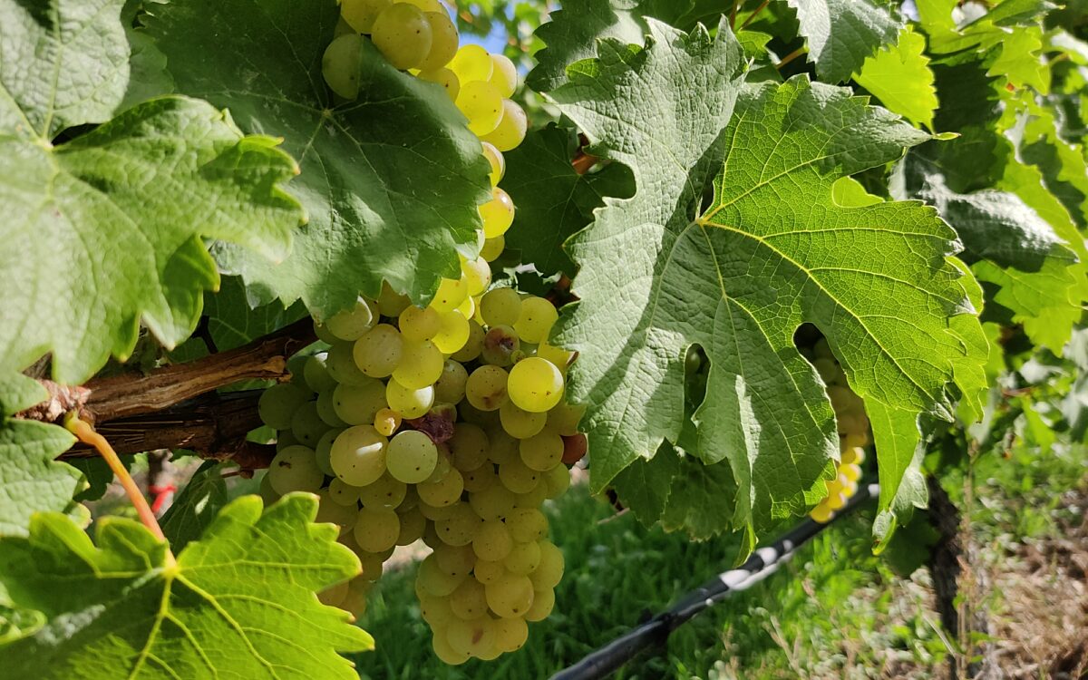 Weiße Weintrauben bei der Weinlese am Rebstock Weiße Weintrauben bei der Weinlese am Rebstock